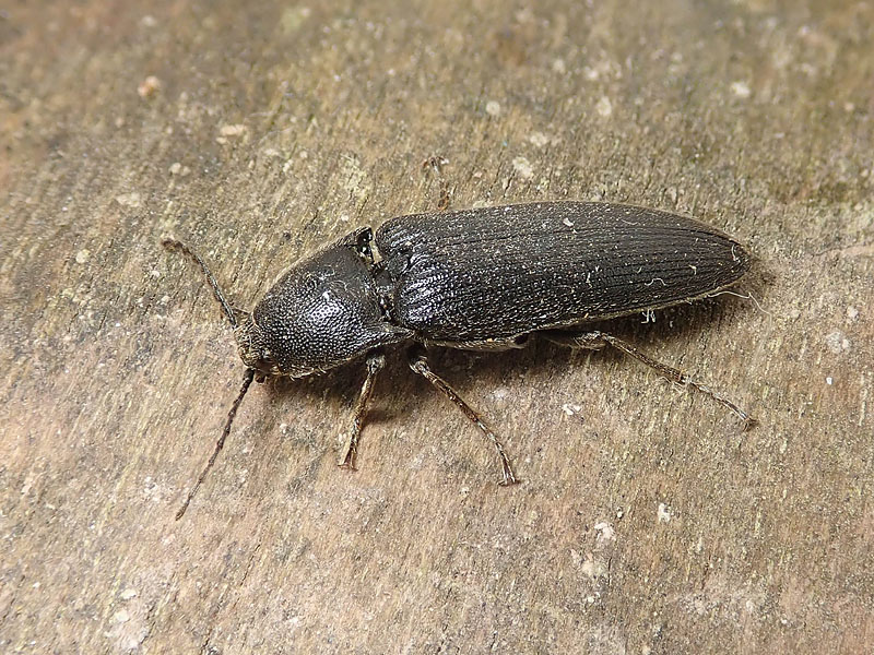 Elateridae: Cydnopus pilosus? No, Melanotus punctolineatus (cfr.)